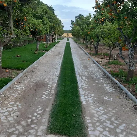 Quinta - Uva *