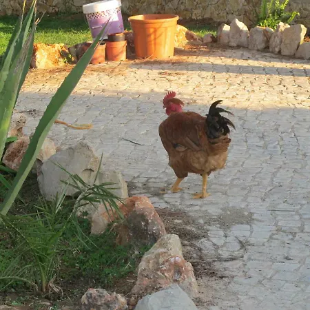 Casa de Férias Quinta - Uva Almancil