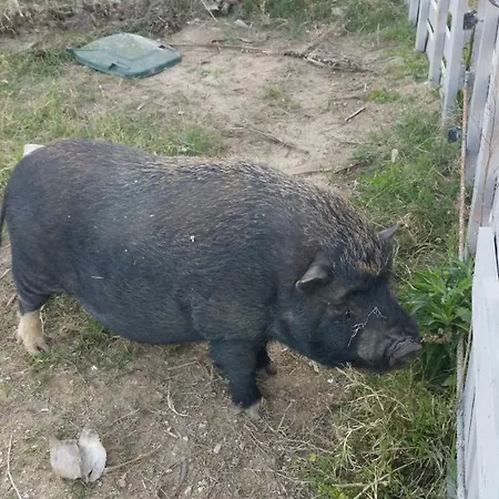 Semesterbostad Quinta - Uva *