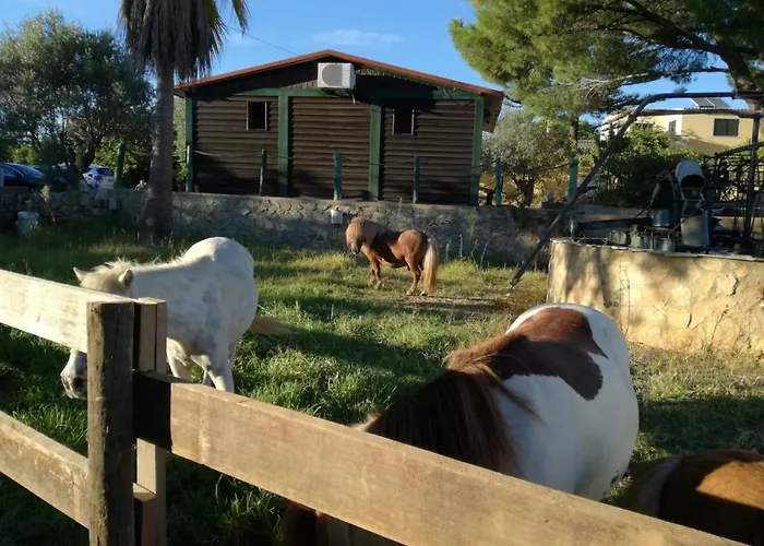 Quinta - Uva * アルマンシル