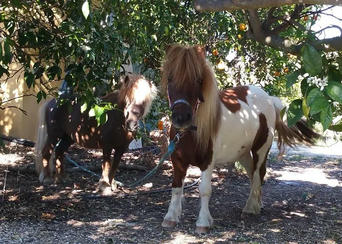 別荘 Quinta - Uva *