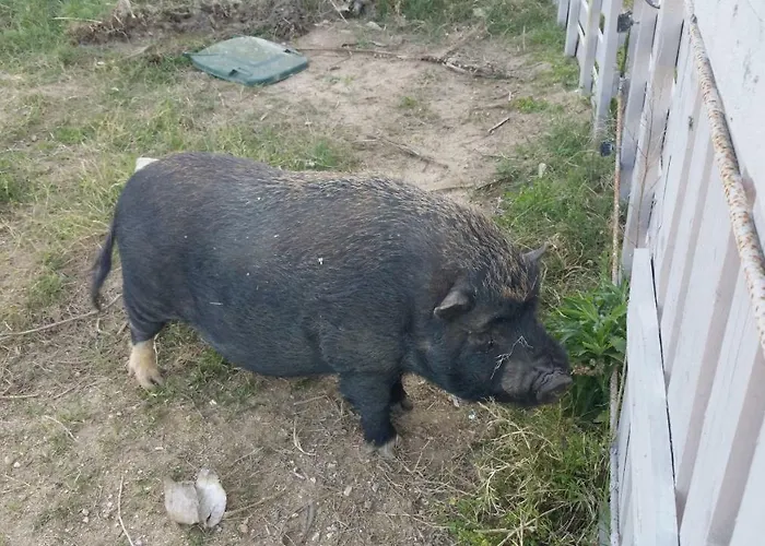 別荘 Quinta - Uva *